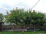 Třibřichy